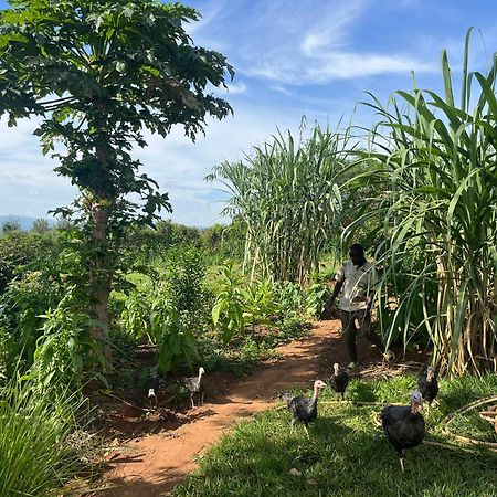 Rutete Eco Lodge Rwinkwavu المظهر الخارجي الصورة